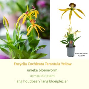 Encyclia Octopussy Inca Cochleata 'Tarantula Yellow' 9cm
(12 Plants/Order)(9cmP 20cmH)