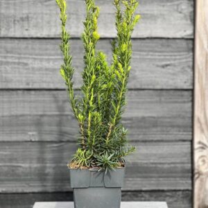 Taxus media Hillii
(6 Plants/Order)(17cmP 65cmH)