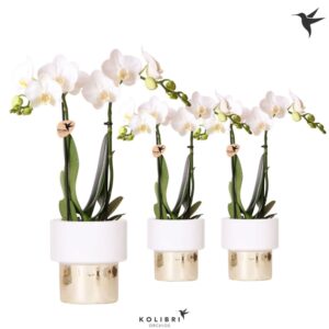 Phalaenopsis Multiflora white 2 spike in Lush Pot
(6 Plants/Order)(9cmP 40cmH)