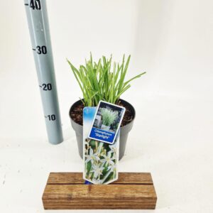 Siergrassen mix Chlorophytum saunderisiae ‘Starlight’ PBR
(1 Plants/Order)(19cmP 70cmH)