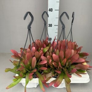 Rhipsalis red coral
(7 Plants/Order)(14cmP 30cmH)
