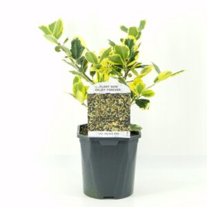 Ilex altaclerensis Golden King
(6 Plants/Order)(17cmP 25cmH)