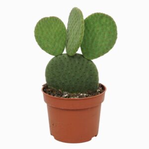 Opuntia microdasys inermis 10,5 cm
(10 Plants/Order)(10.5cmP 15cmH)