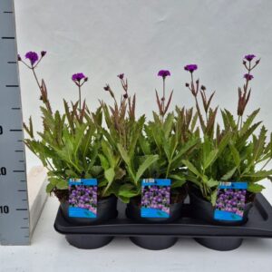 Verbena rigida Venosa
(6 Plants/Order)(17cmP 35cmH)