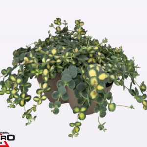 Sedum sieboldii Mediovariegatum Sedum sieb. mediovar. Triopot Taupe
(1 Plants/Order)(24cmP 20cmH)
