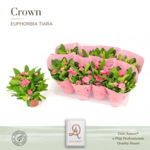Euphorbia Charlotte Euphorbia Tiara Charlotte P12 Dolc'Amore® Crown Metallic St. 2
(8 Plants/Order)(12cmP 26cmH)