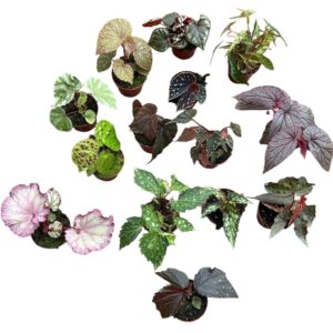 Begonia Begonia mix
(14 Plants/Order)(8cmP 12cmH)