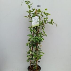 Trachelospermum jasminoides Variegata
(1 Plants/Order)(19cmP 90cmH)