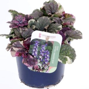 Ajuga reptans Burgundy Glow
(8 Plants/Order)(13cmP 20cmH)