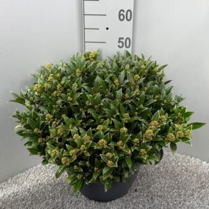Skimmia japonica Godries Dwarf Marlot Schaal XL
(1 Plants/Order)(32cmP 50cmH)