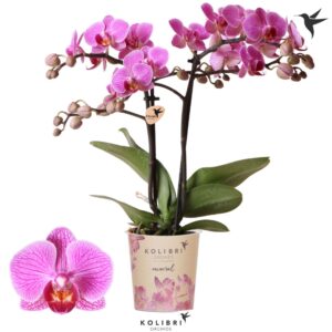 Phalaenopsis Multifloratypes other Hamburg 2 spike
(12 Plants/Order)(9cmP 40cmH)