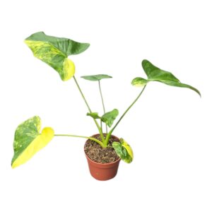 Philodendron Thaumatophyllum Bipinnatifidum Variegata
(2 Plants/Order)(7cmP 15cmH)