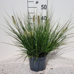 Pennisetum alopecuroides Little Bu
(1 Plants/Order)(19cmP 40cmH)