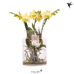 Phalaenopsis Roots yellow in Glas stolp transparant
(3 Plants/Order)(16cmP 50cmH)