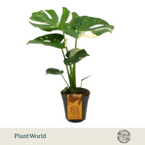 Monstera deliciosa Thai Constellati
(6 Plants/Order)(15cmP 50cmH)