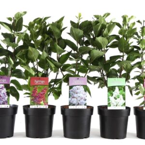 Syringa vulg. mix C3.4
(1 Plants/Order)(19cmP 55cmH)