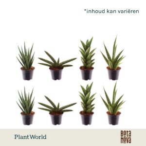 Sansevieria Cylindrica mix basic mix 7 cm
(16 Plants/Order)(7cmP 10cmH)