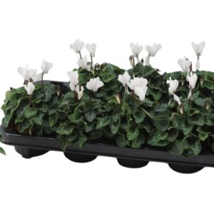 Cyclamen persicum Super Serie Verano White
(10 Plants/Order)(9cmP 15cmH)
