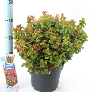 Leucothoe axillaris Curly Red PBR
(1 Plants/Order)(23cmP 45cmH)