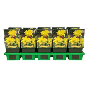 Hemerocallis Double River Wye' P11
(10 Plants/Order)(11cmP 25cmH)