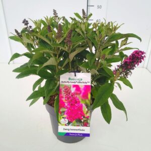 Buddleja Butterfly Candy Little Rub Buddleja 'Butterfly Candy Little Ruby' 30-40C5
(1 Plants/Order)(23cmP 50cmH)