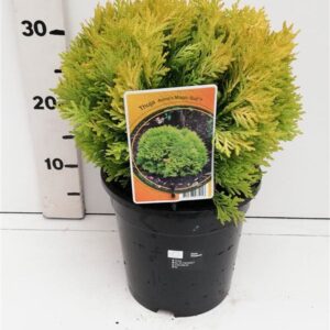 Thuja other dark yellow occ. 'Anna,s Magic Ball,
(1 Plants/Order)(19cmP 40cmH)