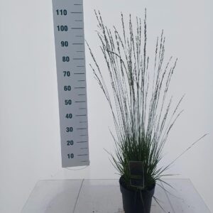 Molinia caerulea Heidebraut
(1 Plants/Order)(19cmP 100cmH)