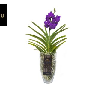 Vanda Charlotte Blue
(4 Plants/Order)(14cmP 60cmH)