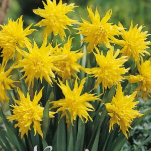 Droge Bulbs Narcissus Minor Pumilis Rip From Winkle x10 12/+
(10 Plants/Order)(5cmP 20cmH)