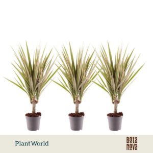 Dracaena Bicolor stam 7 cm
(16 Plants/Order)(7cmP 35cmH)