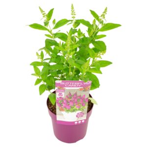 Buddleja Butterfly Candy Little Rub Cerise'
(1 Plants/Order)(19cmP 45cmH)