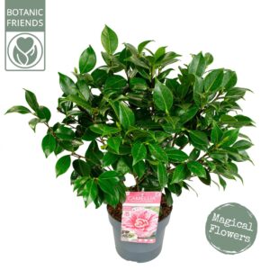 Camellia japonica Bonomiana'
(1 Plants/Order)(19cmP 80cmH)