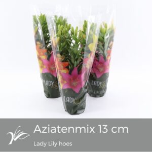 Lilium Lilium Lady Lily Tiny mix (az. lelie)
(9 Plants/Order)(13cmP 35cmH)