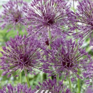 Droge Bulbs Allium Ball Purple Rain x 5 12/14
(10 Plants/Order)(20cmP 80cmH)