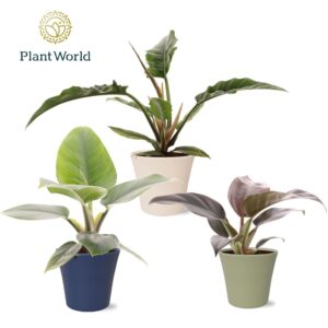 Indoor plants Philodendron mix in Pot Coco collectie Top Bend
(6 Plants/Order)(14cmP 40cmH)