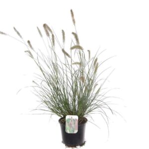 Pennisetum alopecuroides Hameln
(6 Plants/Order)(17cmP 80cmH)