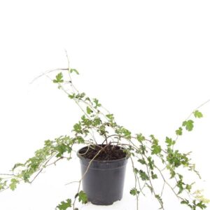 Stephanandra Crispa incisa
(8 Plants/Order)(14cmP 10cmH)