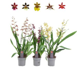 Orchideeen Inca mix 4+ spike
(6 Plants/Order)(12cmP 45cmH)