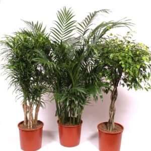 Indoor plants Mixkar 1423
(7 Plants/Order)(34cmP 170cmH)