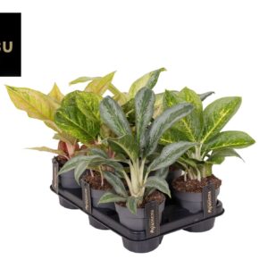 Aglaonema other Green mix
(6 Plants/Order)(12cmP 30cmH)