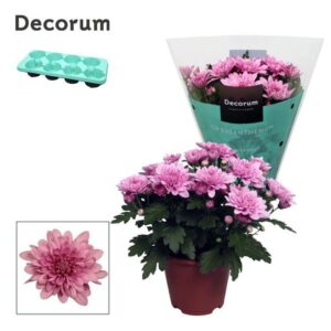 Chrysanthemum Dynamic Chrysanne® Grandezza Pink
(8 Plants/Order)(13cmP 25cmH)