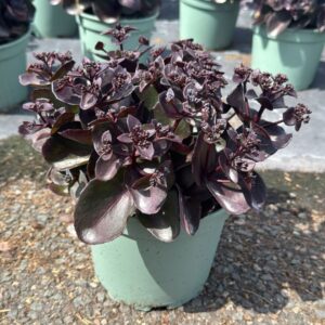 Sedum other Night Embers
(1 Plants/Order)(19cmP 30cmH)