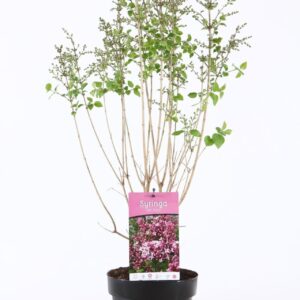 Syringa Josée mey. P19/C3
(1 Plants/Order)(19cmP 45cmH)