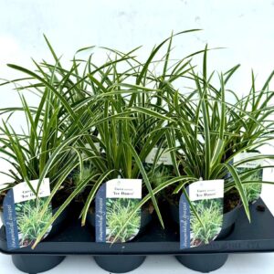 Carex morrowii Ice Dance Carex morrowii Ice Dance
(6 Plants/Order)(15cmP 25cmH)