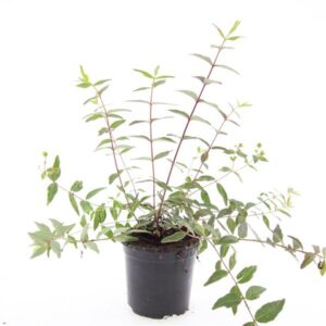 Hypericum x moserianum Tricolor
(8 Plants/Order)(14cmP 25cmH)