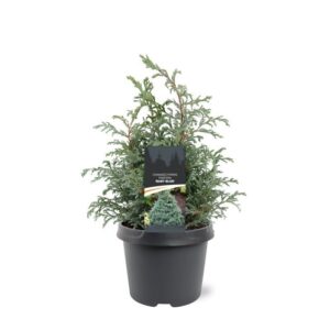 Chamaecyparis Baby Blue pis.
(1 Plants/Order)(19cmP 30cmH)