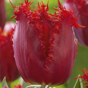 Droge Bulbs Tulipa Fringed Crystal Beauty x 10 12/+
(10 Plants/Order)(20cmP 60cmH)