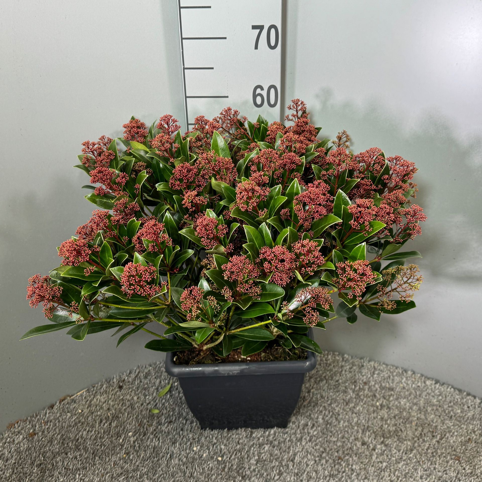 3d961819-a89c-481d-9695-7bafd14fc8d5.jpg