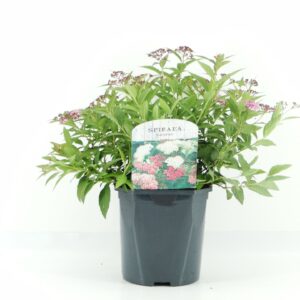Spiraea japonica Genpei
(6 Plants/Order)(17cmP 30cmH)