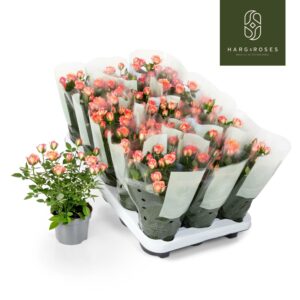 Rosa Airbrush Kordana
(15 Plants/Order)(10.5cmP 25cmH)